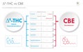 Ã¢Ëâ 8-THC vs CBE, Delta 8 Tetrahydrocannabinol vs Cannabielsoin horizontal business infographic